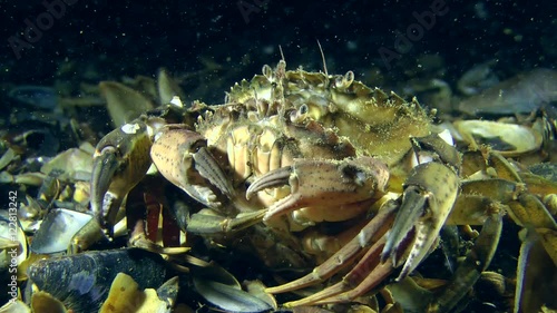 Male of Green crab (Carcinus maenas) holding in the paws the female is ready to mate, turns around and leaves the frame.
 photo