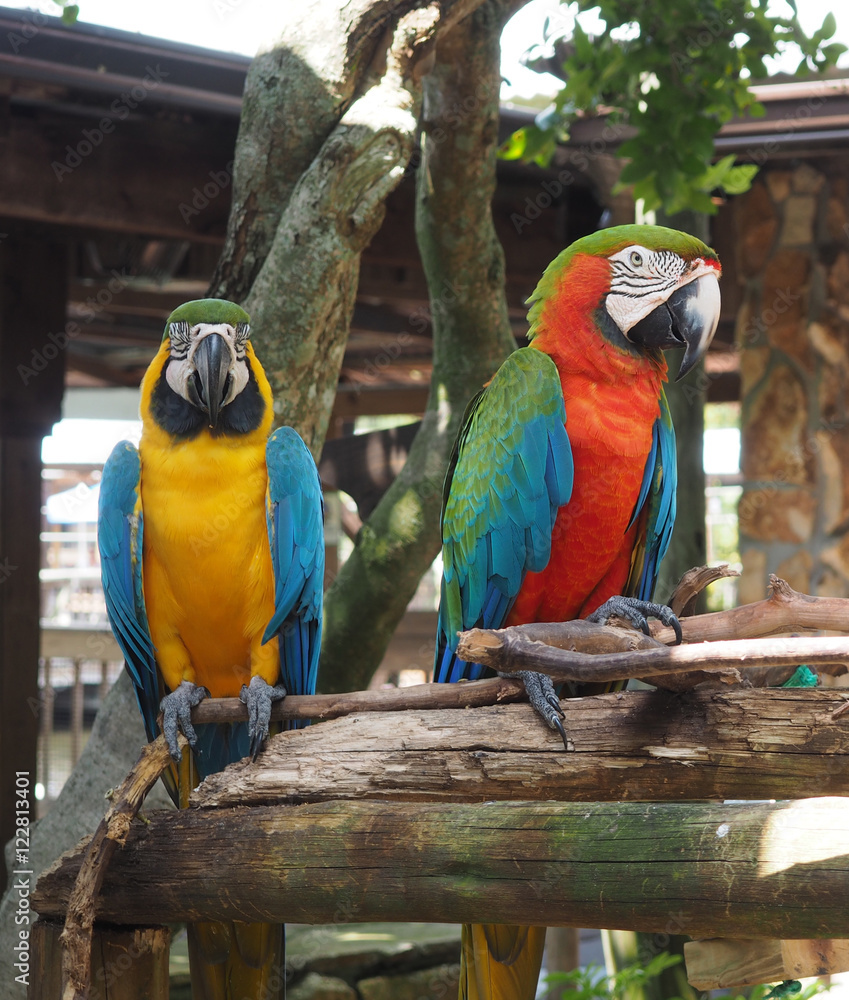 two macaw parrots perched on a wood limb