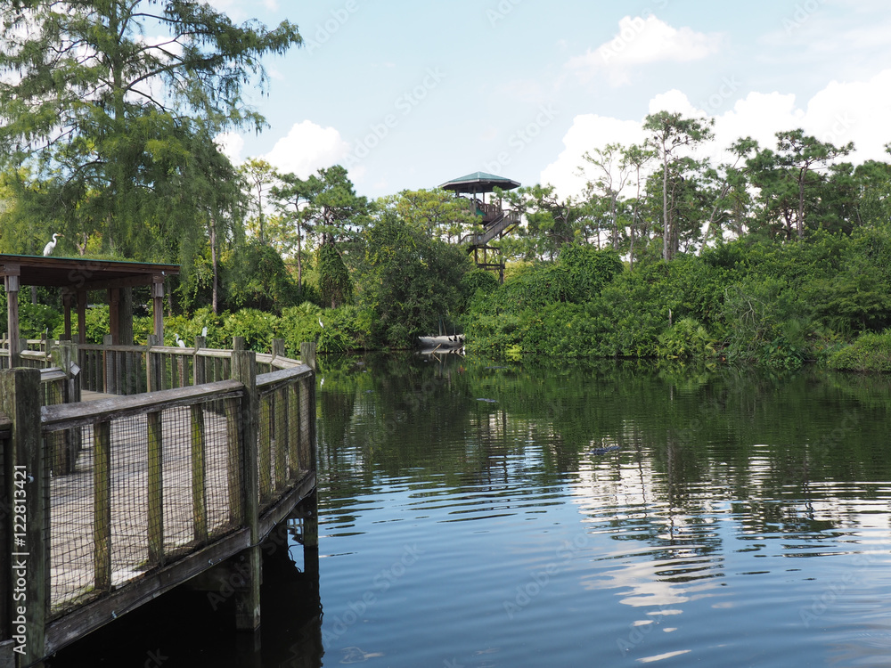 water and wood walkway in a jungle