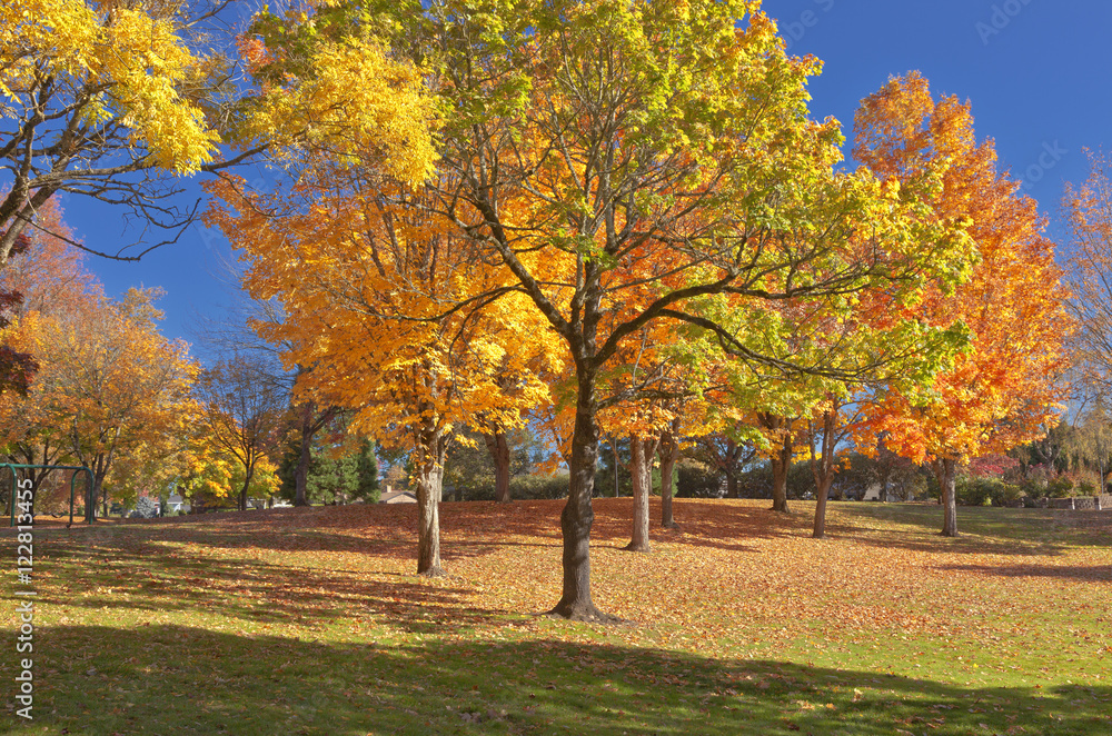 Trees in a public park in full colors. Trees in a public park in full colors.