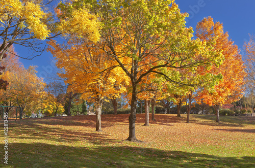 Trees in a public park in full colors.