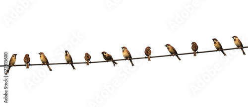 group of birds on a power  line isolated on white background