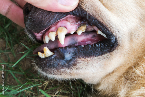 Canvas Print Closeup teeth old dog with tartar, dental dog checking