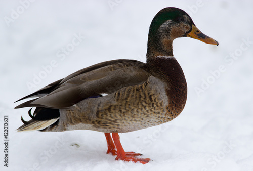 Duck