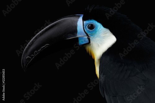 Fototapeta Close-up Channel-billed Toucan, Ramphastos vitellinus, portrait of bird with lar