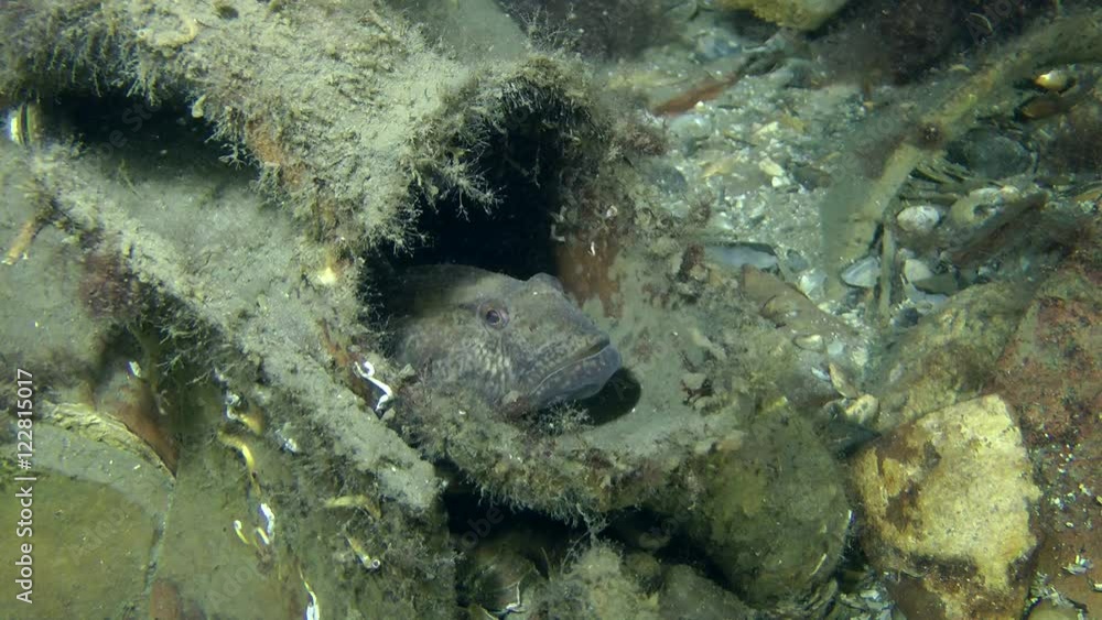 Goby using the ancient amphora as a house.
Goby using the ancient amphora as a house.