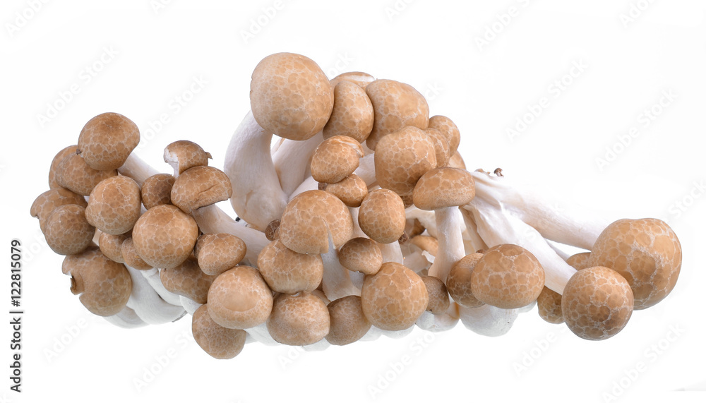 shimeji mushrooms on white background. shimeji mushrooms on white background.