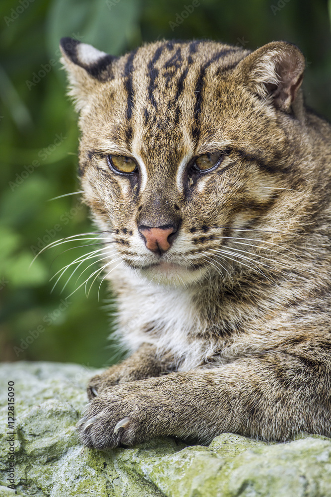 Fishing cat in Chiang Mai Zoo, Thailand Fishing cat in Chiang Mai Zoo, Thailand
