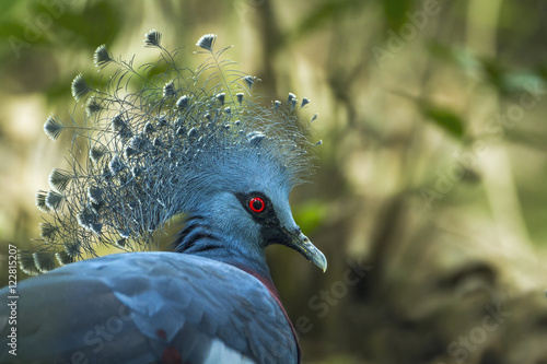 Victoria crowned pigeon in Chiang Mai zoo, Thailand