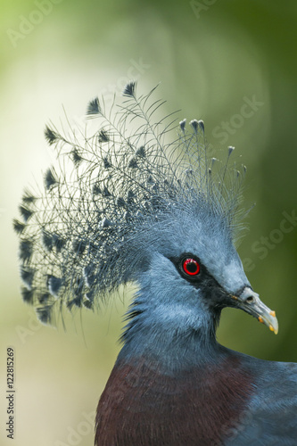 Victoria crowned pigeon in Chiang Mai zoo  Thailand