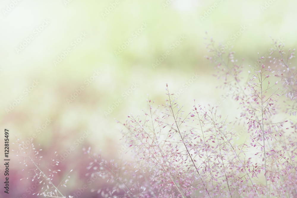 meadow flowers in soft warm light. Vintage autumn landscape blur