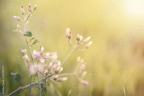 meadow flowers in soft warm light. Vintage autumn landscape blur