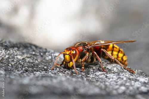 Bee killer hornet macro portrait