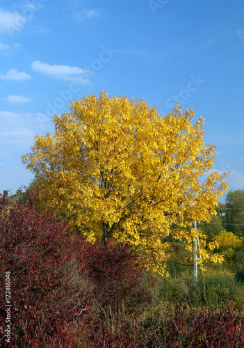 Big yellow tree in sunny day.