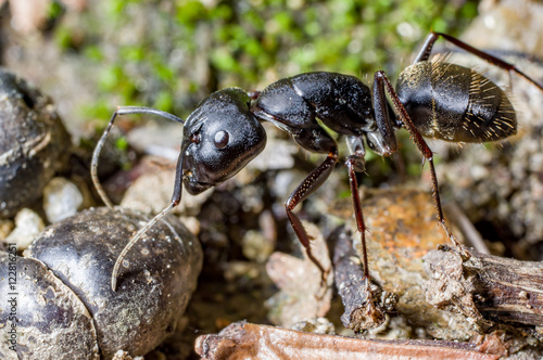 A soldier ant, Camponotus japonicus, is investigating a rotten earthworm.
