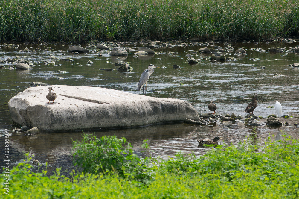 Fototapeta premium A heron, a little egret, mallard ducks