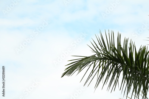 Coconut leaves on sky. © jajam_e