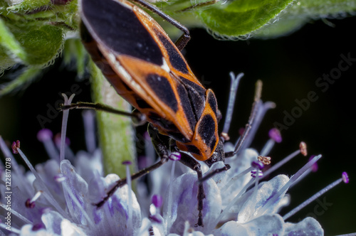 An orange colored seed bug, Tropidothorax cruciger photo