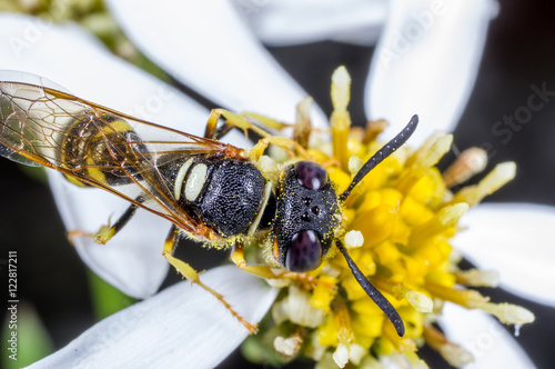 An European bee wolf, Philanthus triangulum photo