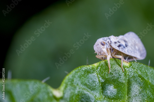 A leaf hopper, Metcalfa pruinosa photo