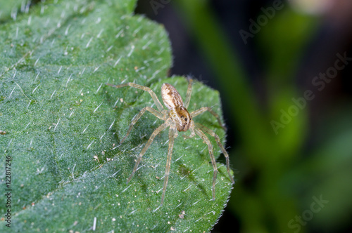 A spider, Dolomedes