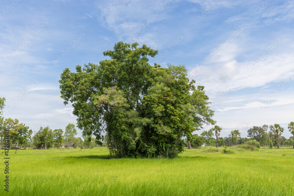 Big tree in Paddy jasmine rice farm with beautiful sky in Thailand Big tree in Paddy jasmine rice farm with beautiful sky in Thailand