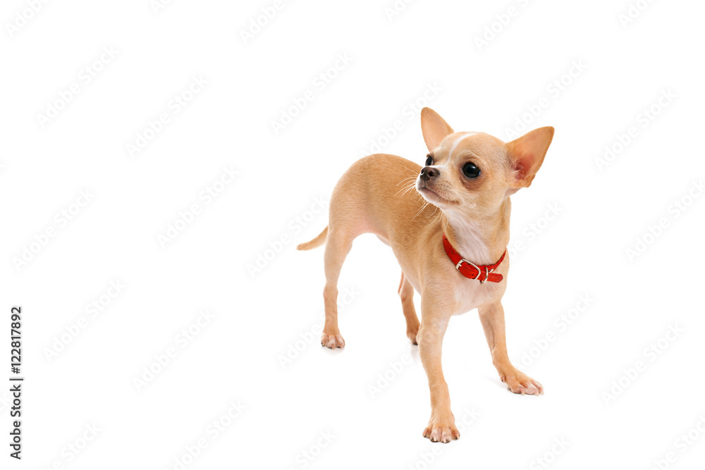 Chihuahua puppy in a red collar