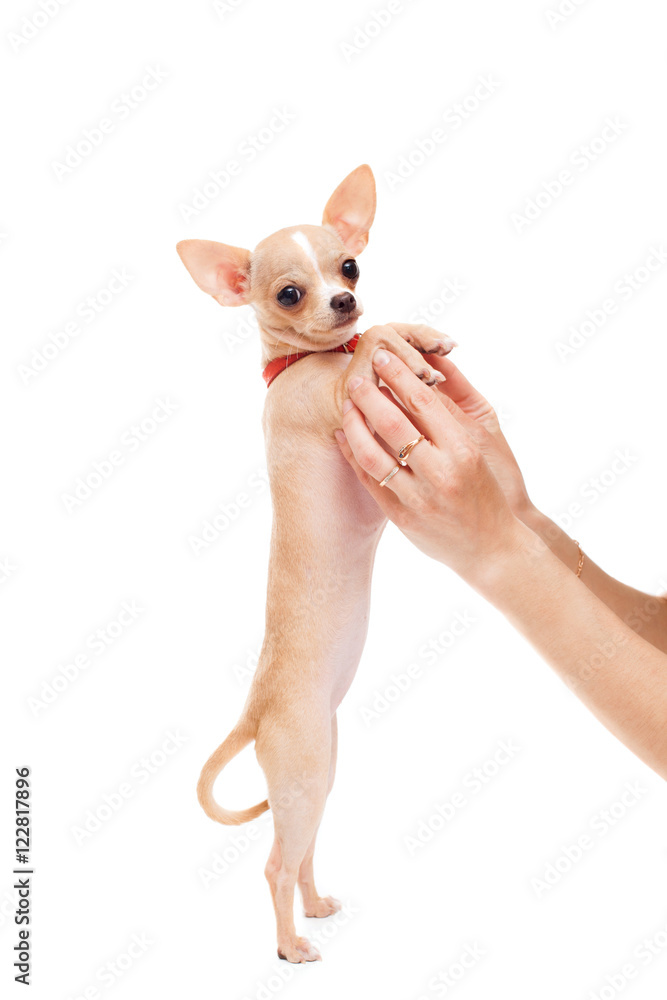 Woman hands are holding chihuahua puppy