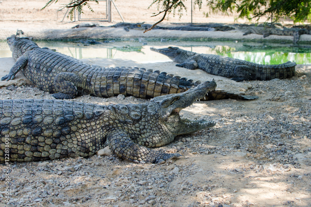 Nile Crocodile Farm