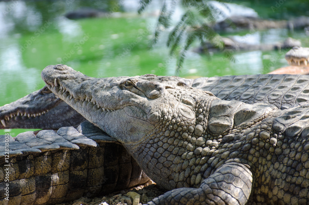 Obraz premium Nile Crocodile Farm