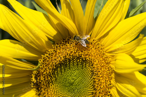 Bee on Sunflower Gathering Pollen