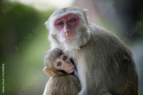 monkey with a baby sucking her breasts