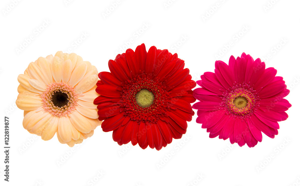 gerbera flower gerbera flower