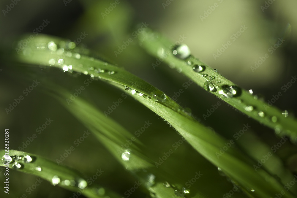 Fresh green nature background Fresh green nature background