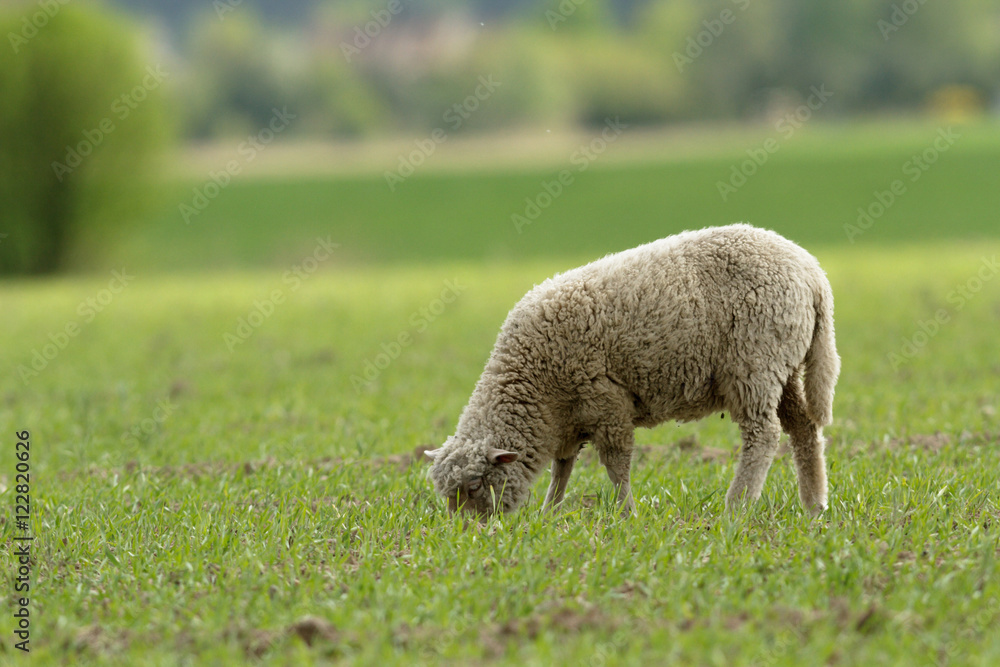 Obraz premium sheep