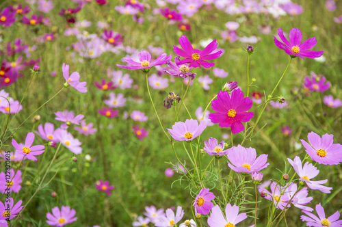 The blossoming galsang flowers closeup in garden 