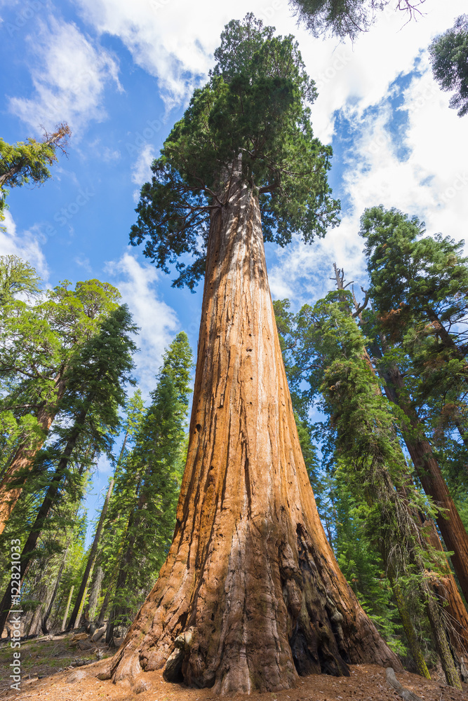 Giant Sequoia trees