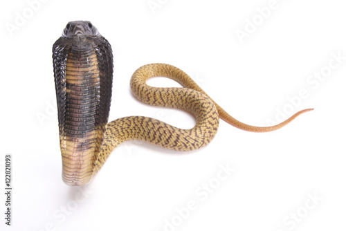 Egyptian cobra, Naja haje, baby