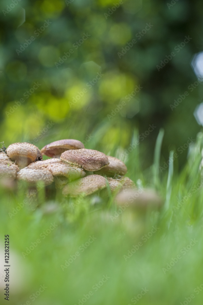 Honey mushrooms Honey mushrooms