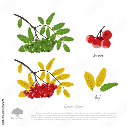 Branch of rowan on a white background. Autumn and summer mountai