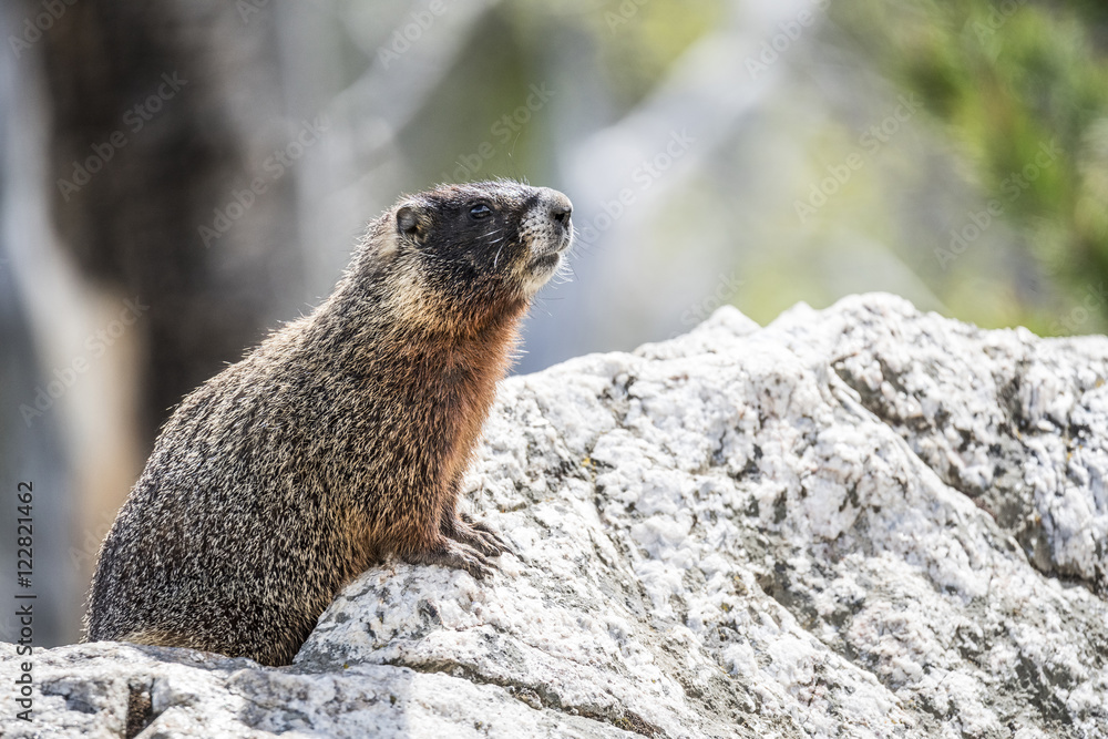 Yellow-bellied marmot Yellow-bellied marmot