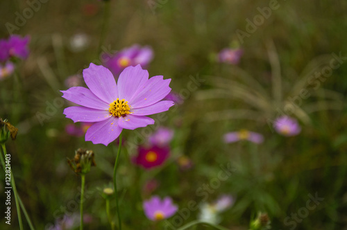 The blossoming galsang flowers closeup in garden  