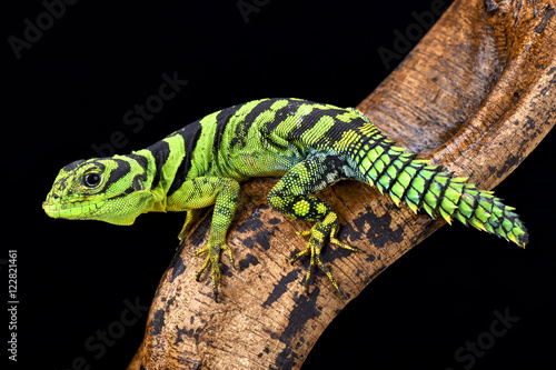 green thornytail iguana, Uracentron azureum, 