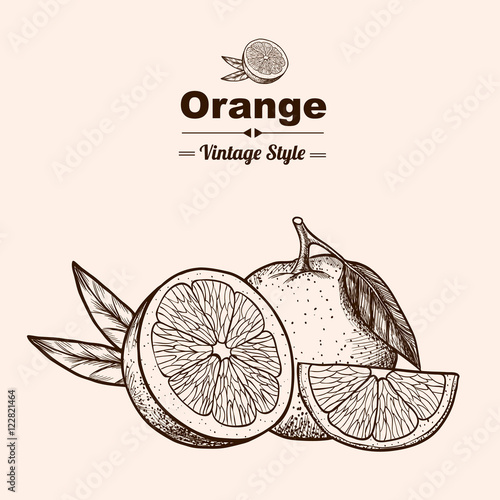 Vector background with  orange . Hand drawn. Vintage style