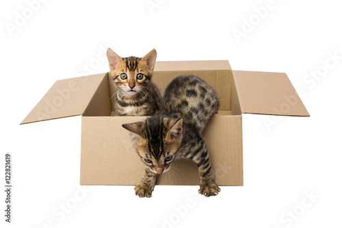 tabby kitten opens a box photo