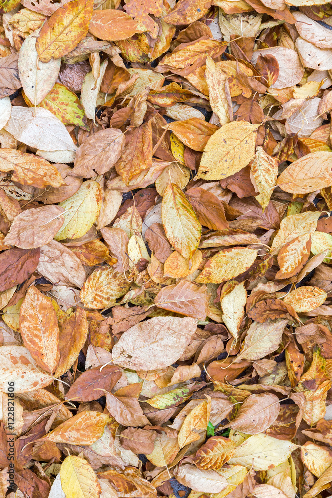 fallen from autumnal beech tree yellow leaves on the ground fallen from autumnal beech tree yellow leaves on the ground