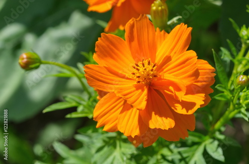 Orange flower Cosmos closeup
