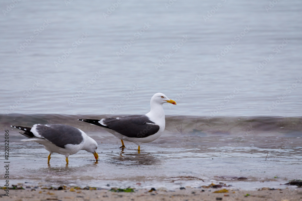 Fototapeta premium European Herring Gulls, Larus argentatus