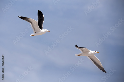 flying European Herring Gulls  Larus argentatus