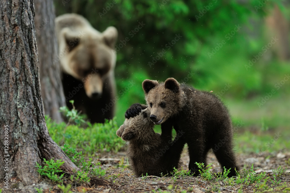 bear cubs playing, mother bear in the background